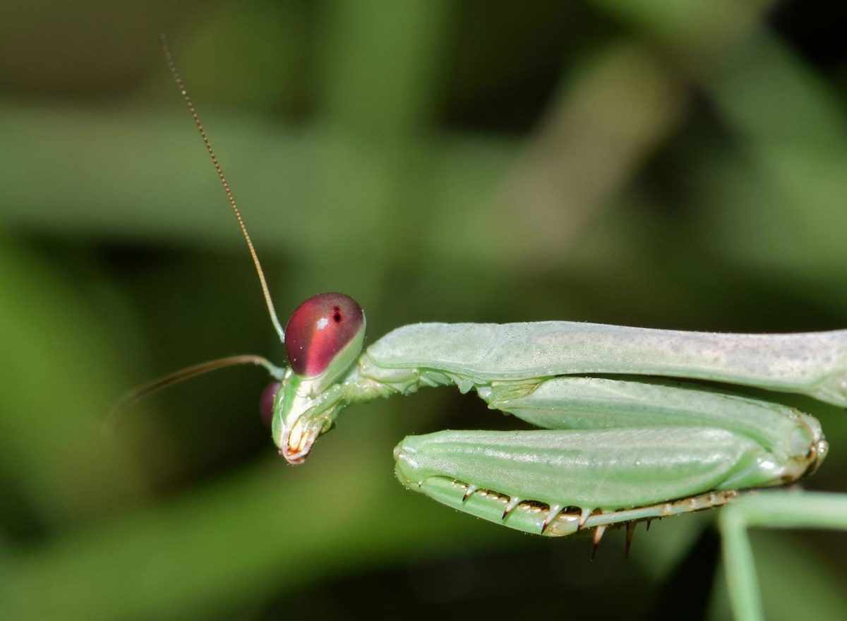 praying-mantis-facts-eggs-eat-male-vs-female-hurt-you