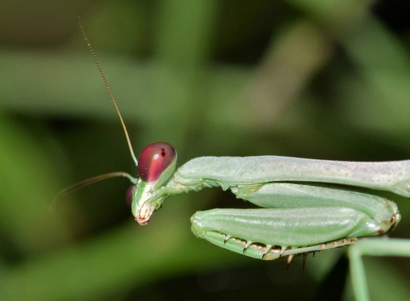 Praying Mantis Facts Eggs Eat Male vs Female Hurt You