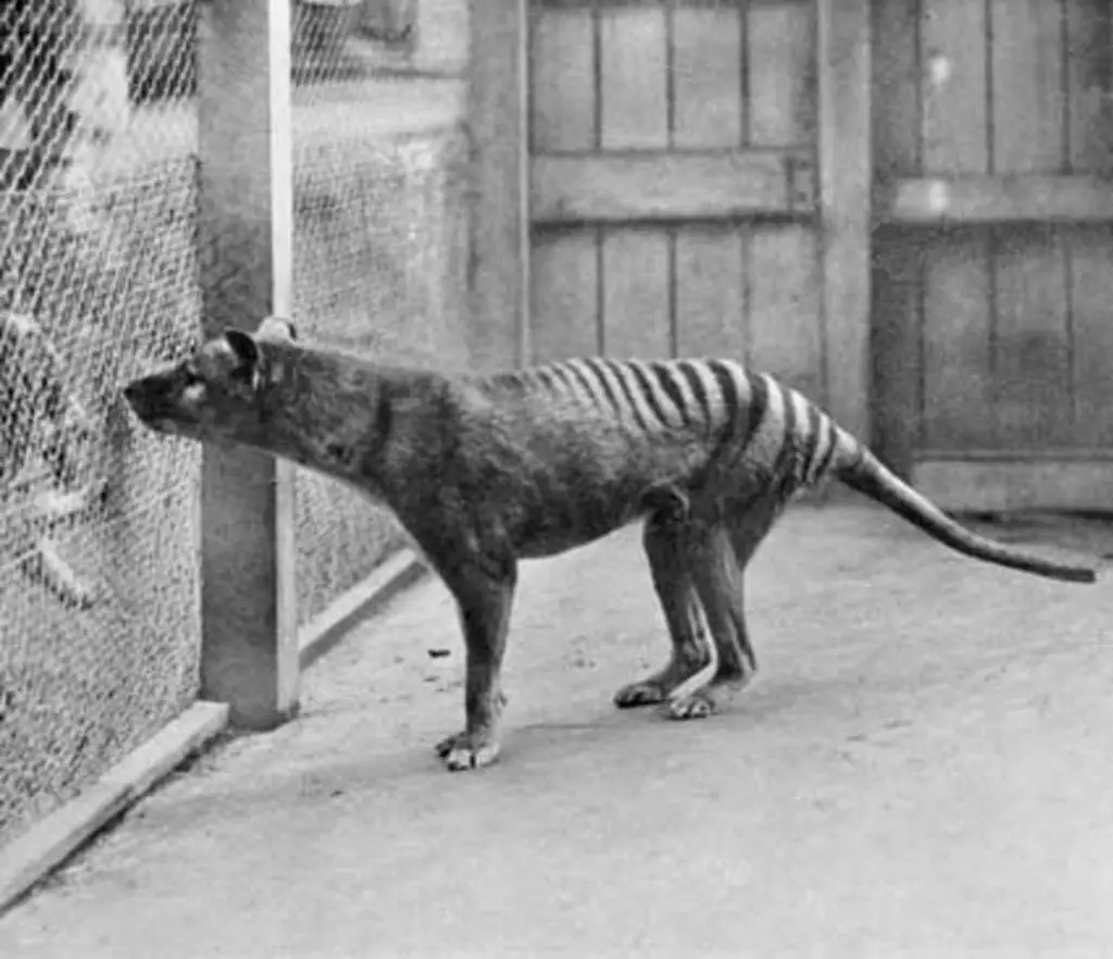 Tasmanian Tiger Facts | Sightings | Still Alive | Exist