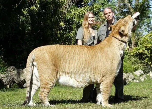 Ligers | Liger Pictures | Hercules | Frankencats | Images