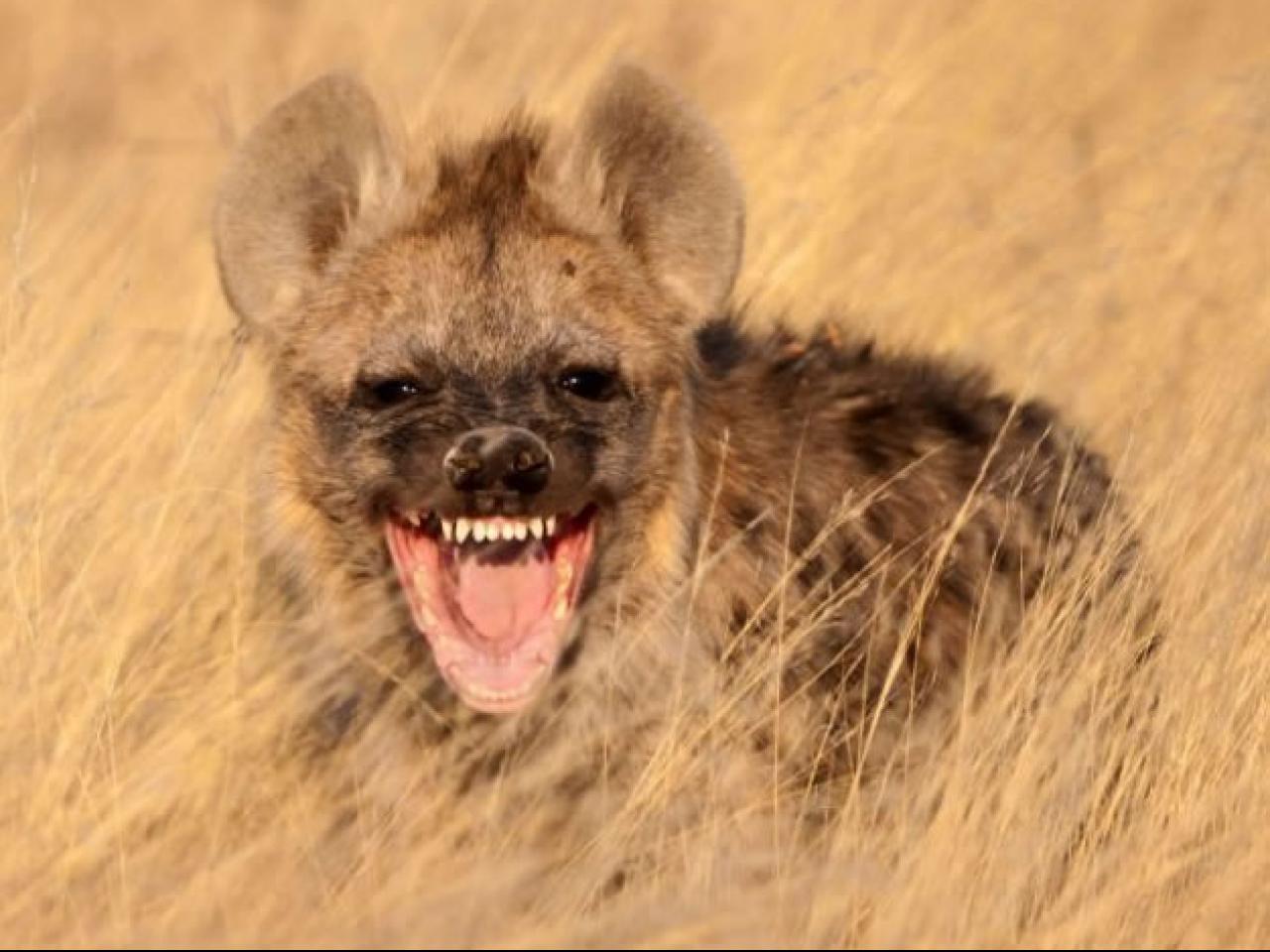 female hyena facts
