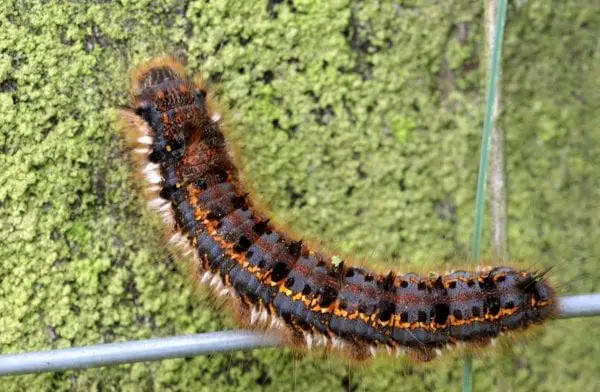 Facts About Caterpillars | Monarch | Poisonous | For Kids