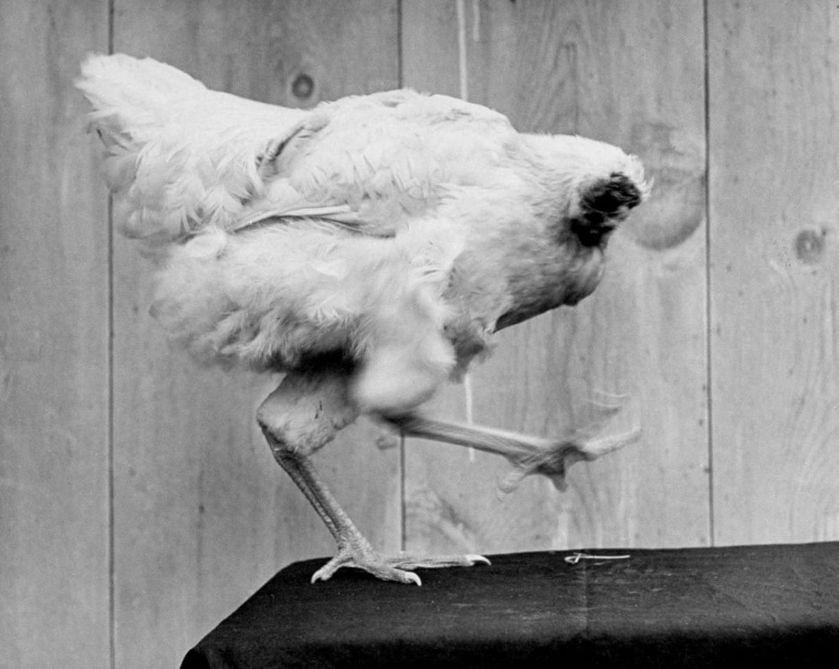 mike-the-headless-chicken