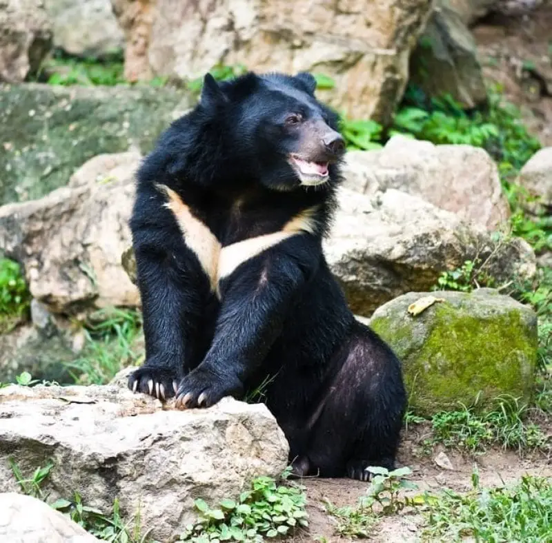 Moon Bear Facts | Bile | Blue | Farming | 5 Interesting | Eat