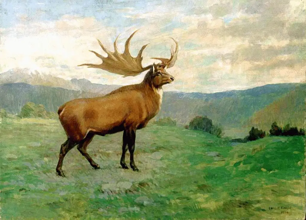 Irish Elk Facts | Irish Setter Elk Tracker | Fun Facts For Kids