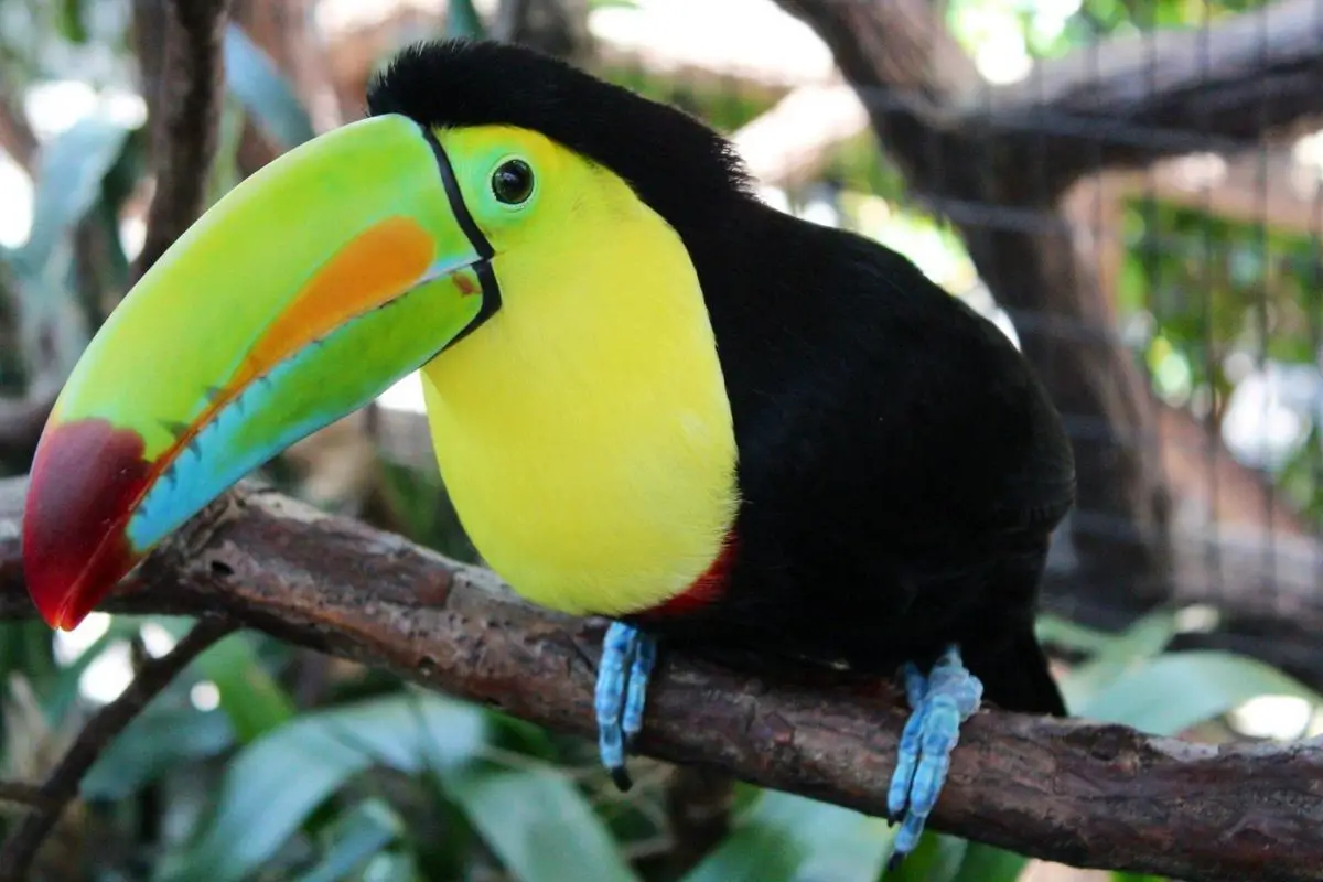 toucan_bird_perched_macro | InterestingFacts.org