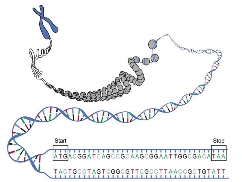 Junk DNA Facts | What Is Junk DNA | Mystery | Genes