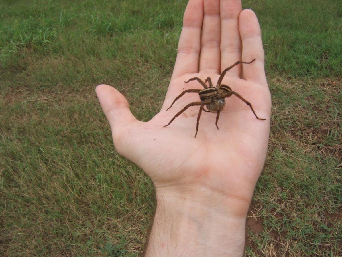 Wolf Spider Facts Lifespan Pics Eyes Biggest Bite