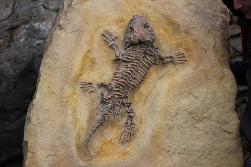 Facts About Fossils | Earth