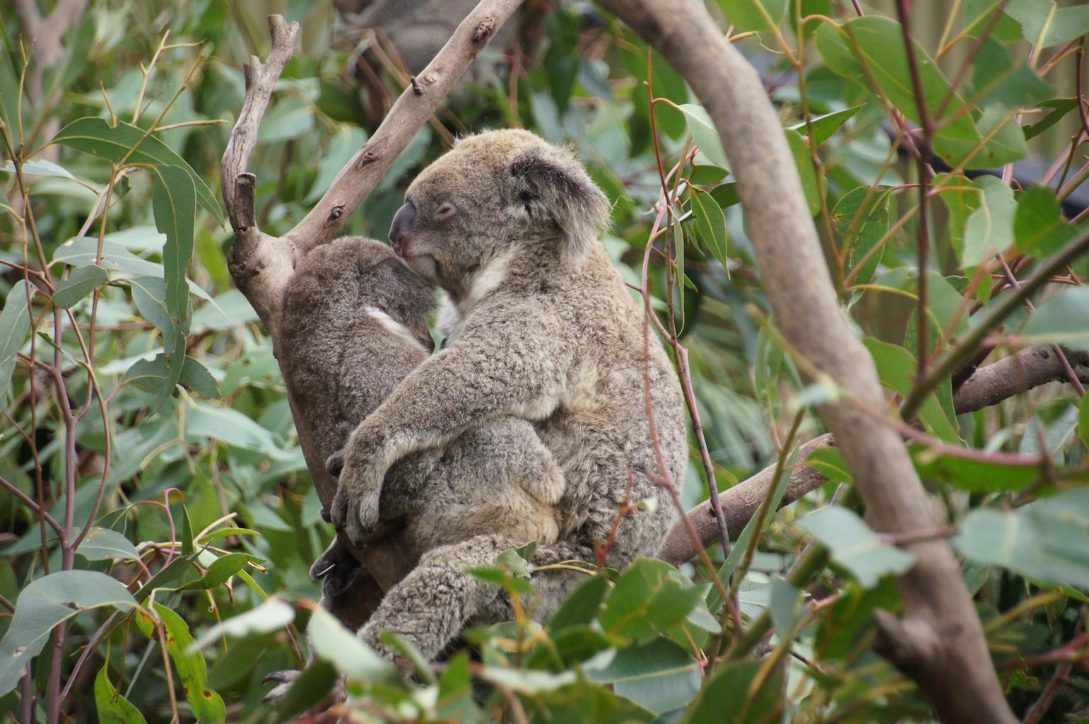 Koala Bear Facts | Sex | Wet | Orgy | Baby | Orgies