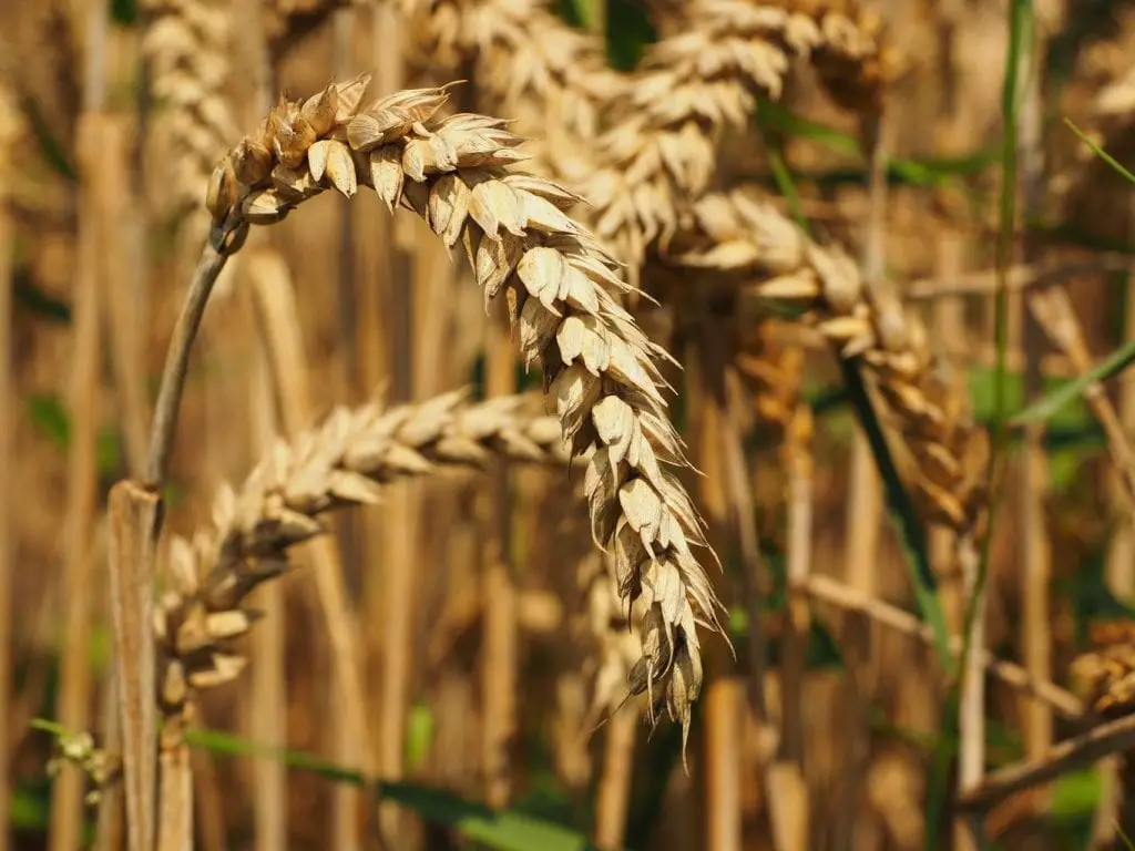 Interesting Facts About Wheat