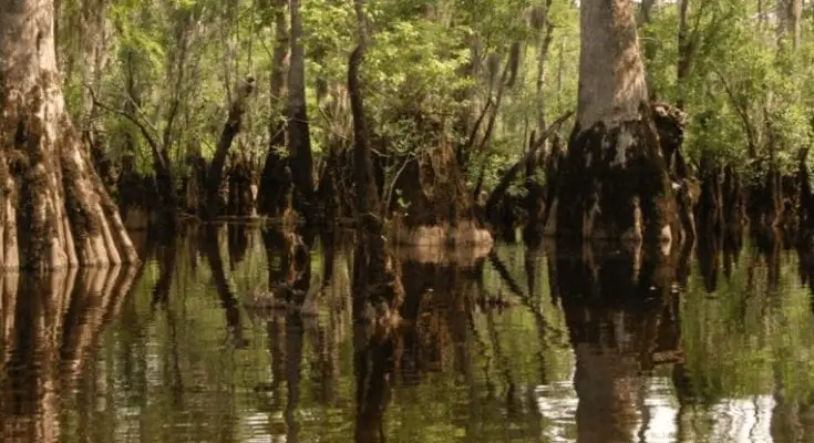 oldest living tree on earth