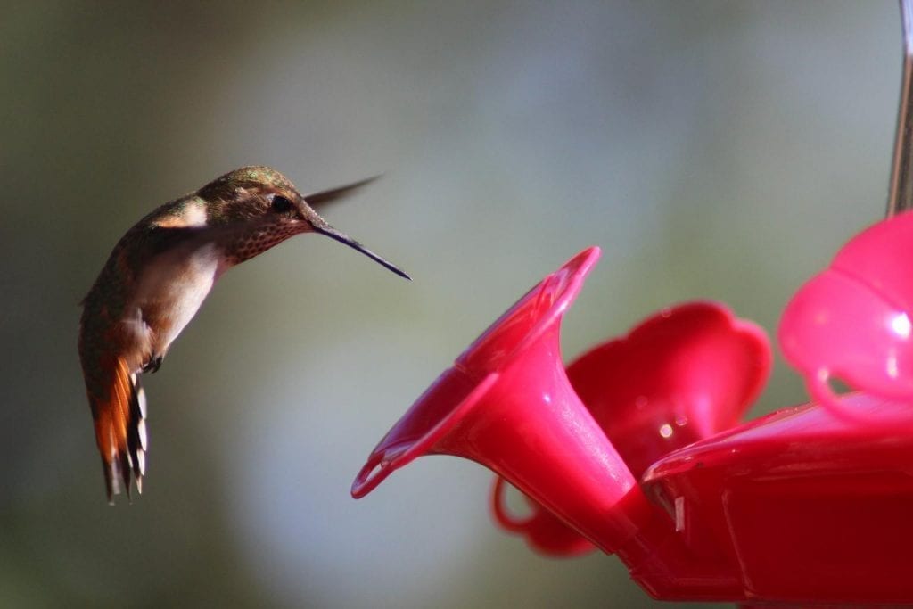 interesting-facts-about-hummingbirds