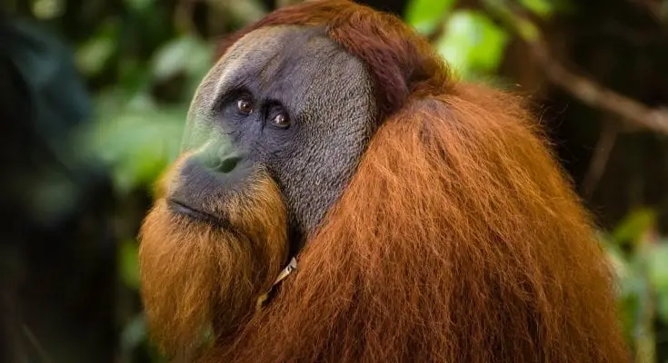 interesting facts about Orangutans
