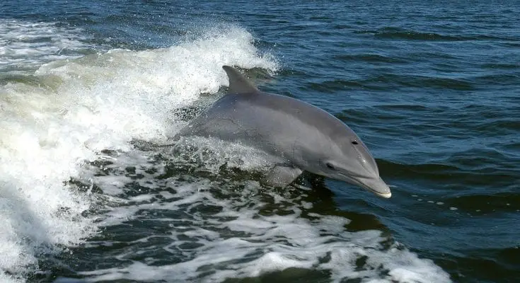 interesting facts about dolphins