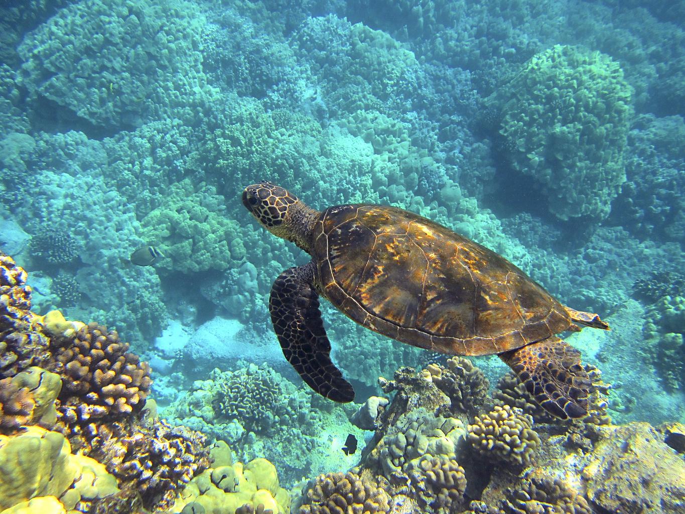 Facts About Sea Turtles Pictures Images For Kids