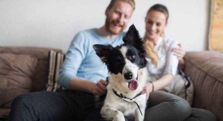 Hacks That Make Being a Dog Owner Easier