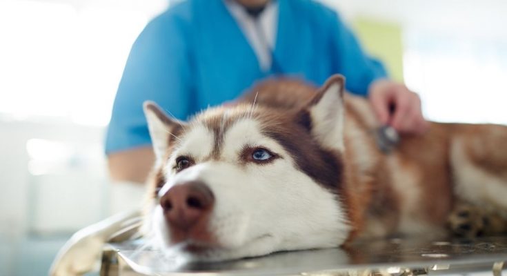 How To Choose the Perfect Veterinarian for Your Pet