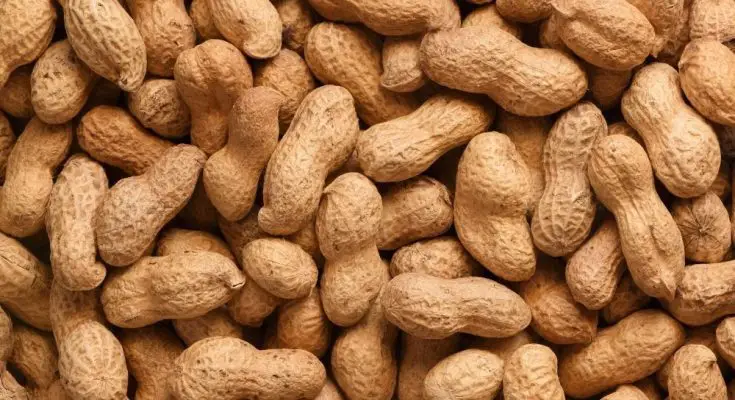 Fascinating Facts You Didn’t Know About Peanuts