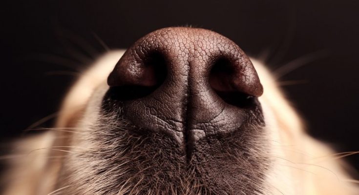 Dog Psychology: 6 Interesting Facts That Will Blow Your Mind