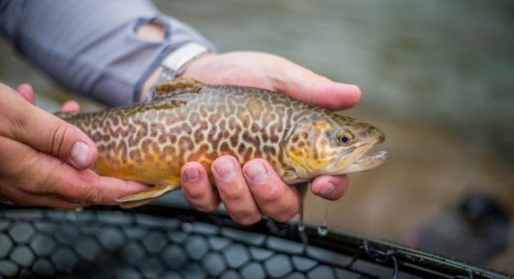 Best Practices for How To Release Fish You Catch