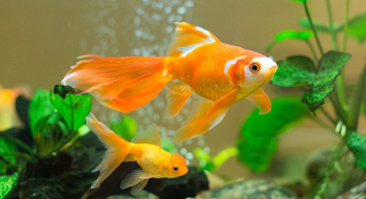 The Benefits of Using Wave Makers in Your Aquarium