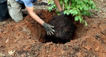 Pixy Plum for Beginners: A Step-by-Step Guide to Growing Your First Tree