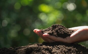 A person's hand holds a handful of healthy brown soil on top of a mound of dirt in front of a background of green plants.