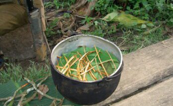 Interesting Facts About Ayahuasca