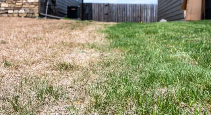 A backyard behind and in between two residential structures. Half of it is brown and dead, the other half alive and green.