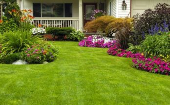 Lawn Care Tips for a Perfect Yard