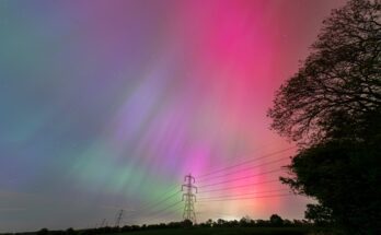 A massive display of the northern lights in pink, purple, and green over a country road lined with trees and power lines.