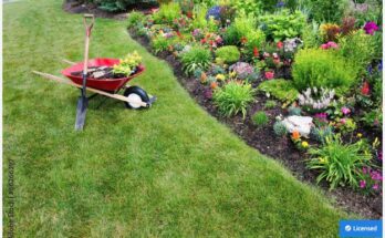 A wheelbarrow containing a plant and some mulch situated next to a landscaped garden area with various flowers and plants.