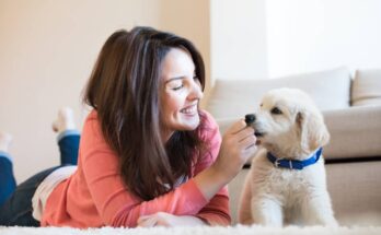 A woman is lying on the carpet in a living room, playing with a golden lab puppy wearing a blue collar.