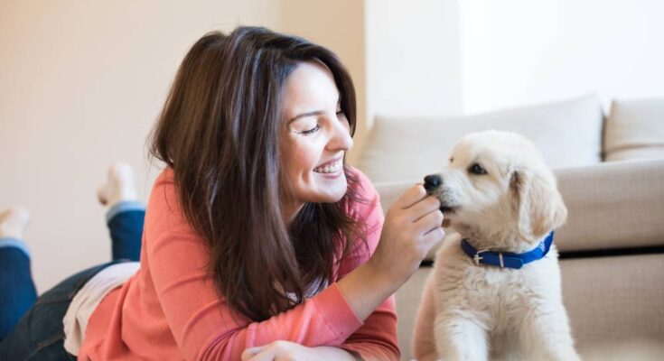 A woman is lying on the carpet in a living room, playing with a golden lab puppy wearing a blue collar.