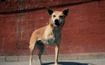 A medium-sized dog stands in front of a red brick wall. The dog has three legs, with one of the front legs amputated.