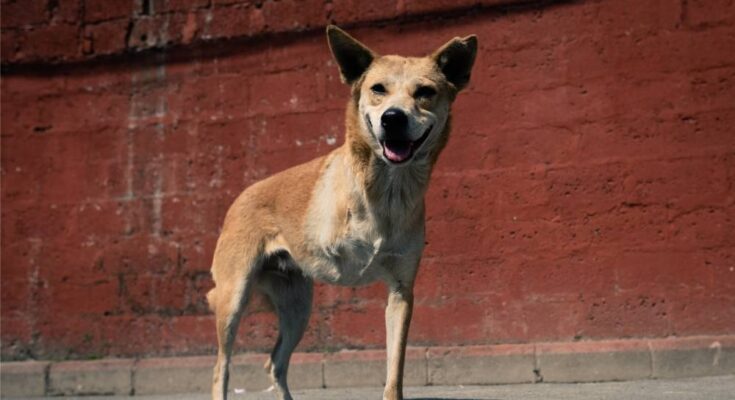 A medium-sized dog stands in front of a red brick wall. The dog has three legs, with one of the front legs amputated.