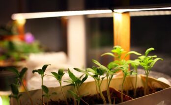 Small plants growing inside a long white container wrapped in plastic placed over a table under LED lights inside a dark room.