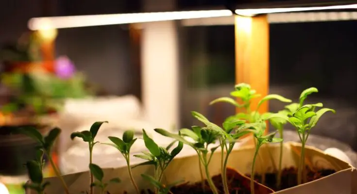 Small plants growing inside a long white container wrapped in plastic placed over a table under LED lights inside a dark room.