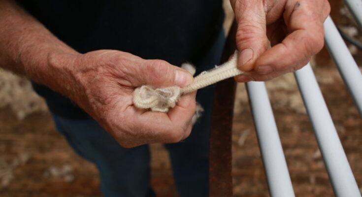 A close-up of worn, experienced hands stretching out a tuft of wool, exposing its crimped texture.