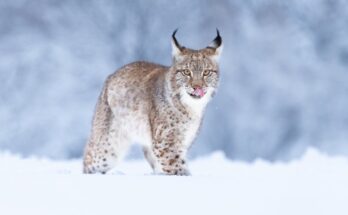 A young lynx standing in a snowy field where the snow is past the lynx's paws. It is licking its lips while staring ahead.