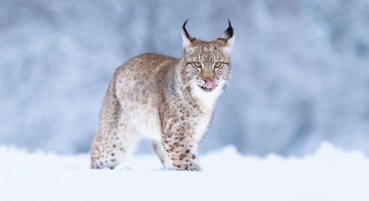 A young lynx standing in a snowy field where the snow is past the lynx's paws. It is licking its lips while staring ahead.