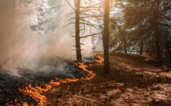 A red and orange wildfire is seen snaking its way through a forest of very tall trees, giving off lots of smoke.