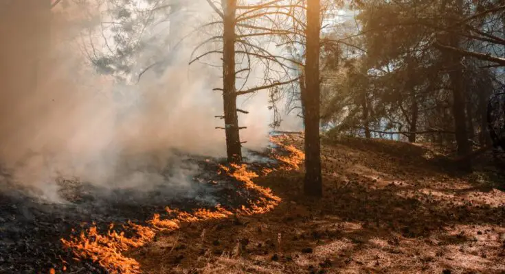 A red and orange wildfire is seen snaking its way through a forest of very tall trees, giving off lots of smoke.