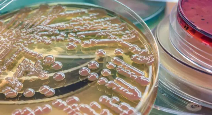 An up close petri dish with red agar gel in the contents. The agar gel is forming red bubbles for cell culture testing.