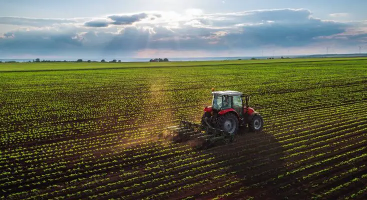 A tractor cultivates a field on a farm. The rows feature green plants that stretch far into the distance.