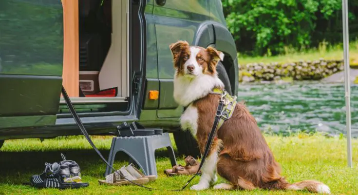 A border collie leashed to a black RV, sitting outside on grass by a creek, surrounded by shoes and a step stool.