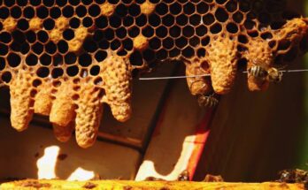 A close up of a bee hive with several bees hovering around large drops of honey. The sun is shining through the wood.