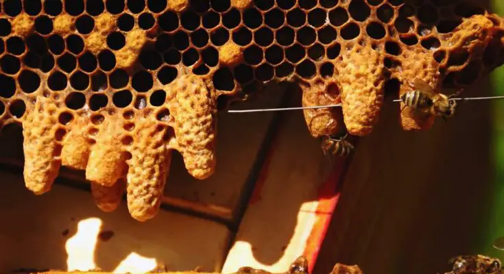 A close up of a bee hive with several bees hovering around large drops of honey. The sun is shining through the wood.