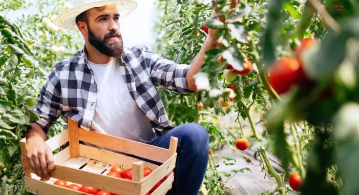 A younger man with a beard and wearing a sunhat, kneeling to pick tomatoes while holding a wooden crate.
